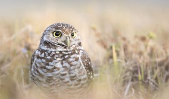 burrowing-owl-in-long-grass