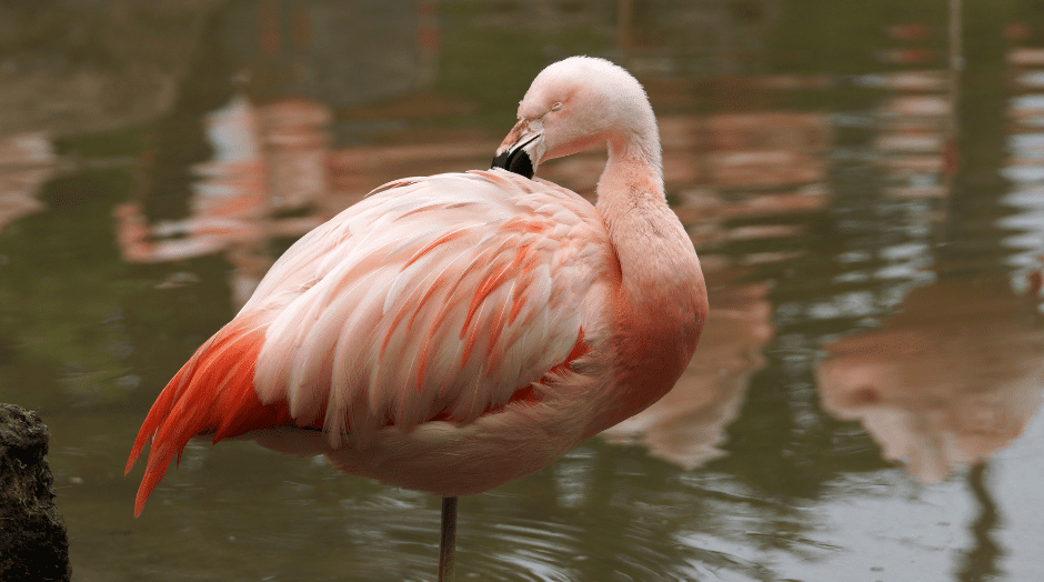 chilean-flamingo-3886770