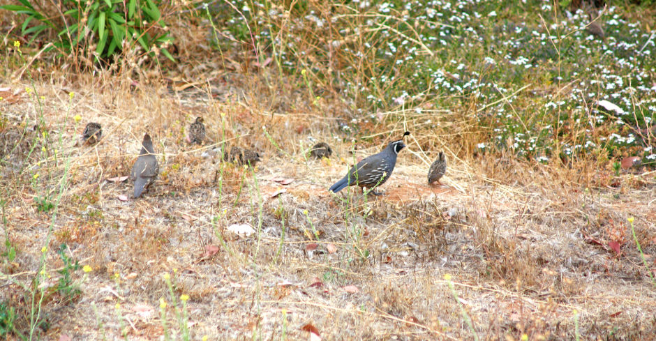 covey-of-quail-3047817