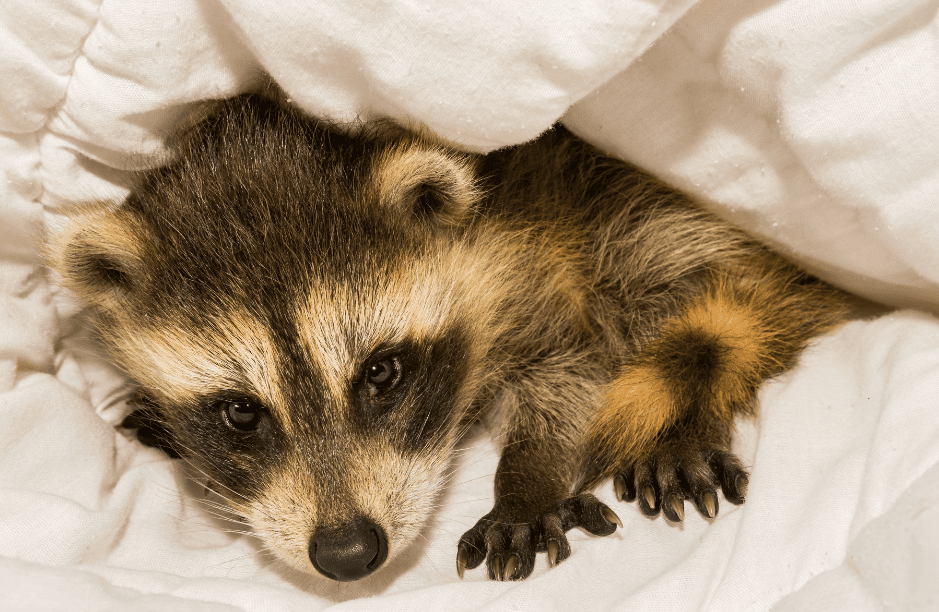 cute-baby-raccoon-3008126