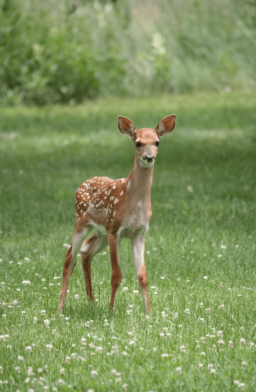 deer-fawn