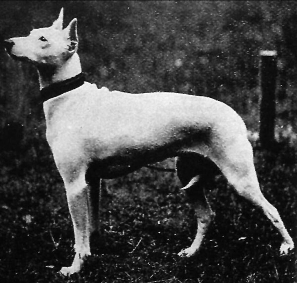 english-white-terrier-1370701