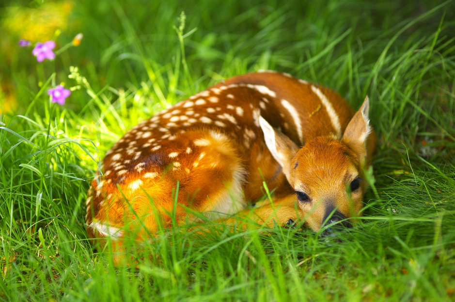 famous-baby-deer