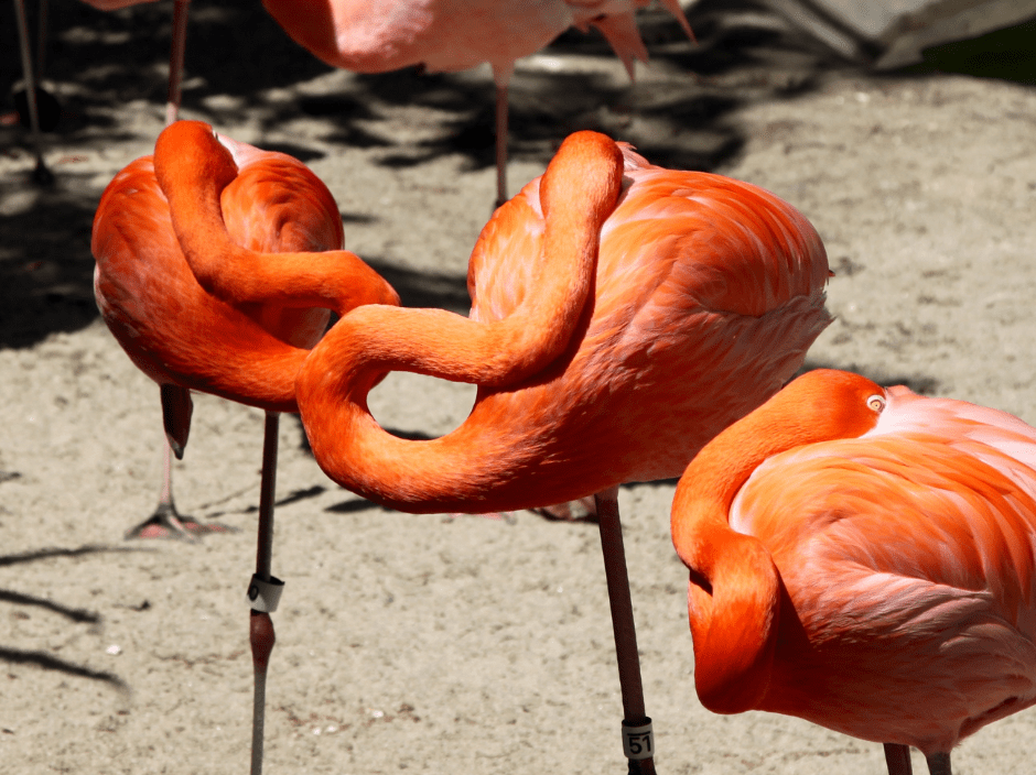flamingo-sleeping-2418633