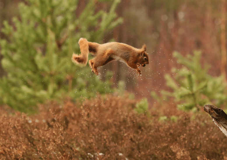 flying-squirrel-3555844