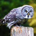 great-grey-owl