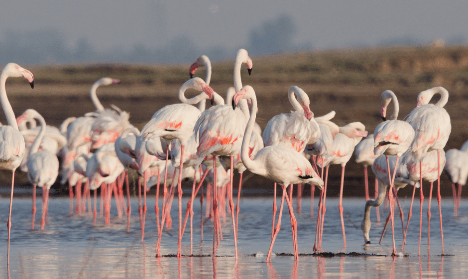 greater-flamingo-3898069