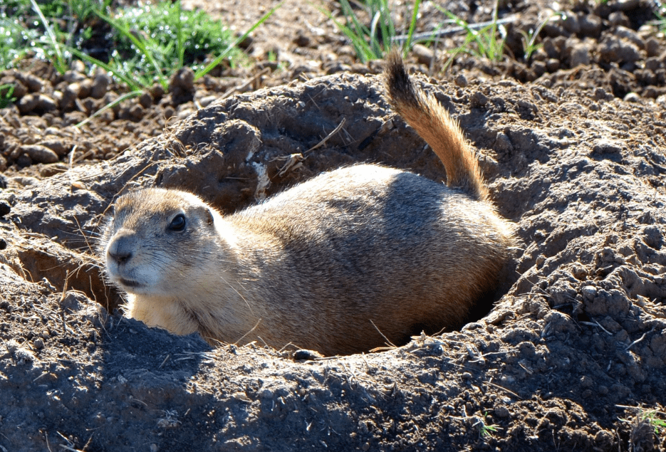 groundhog-burrowing-3169805