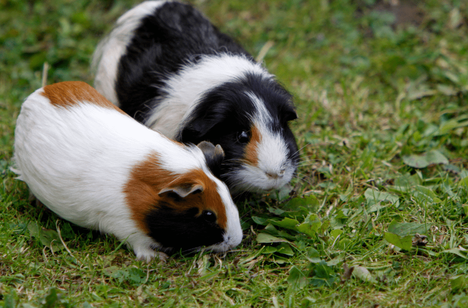 guinea-pigs-outside