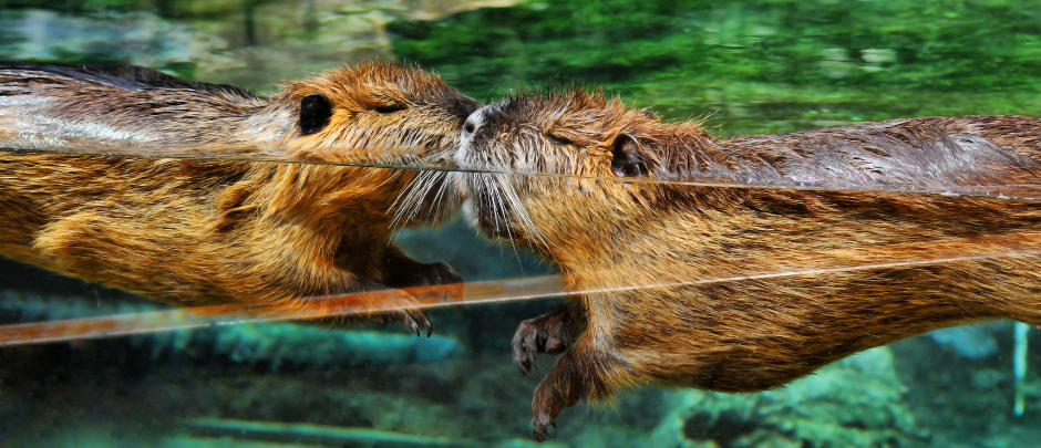 happy-beavers-5591079