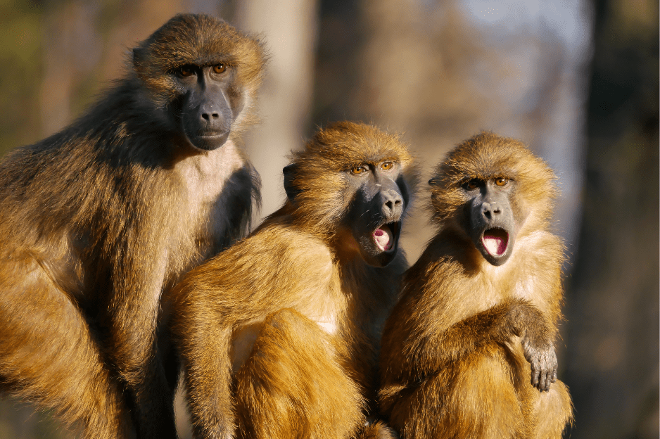 how-long-do-monkeys-live