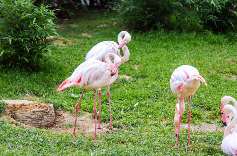 jamess-flamingo-4380775