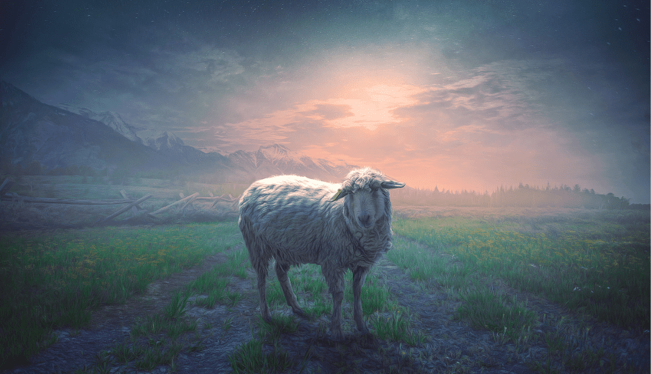 lamb-at-night-crying-5356703