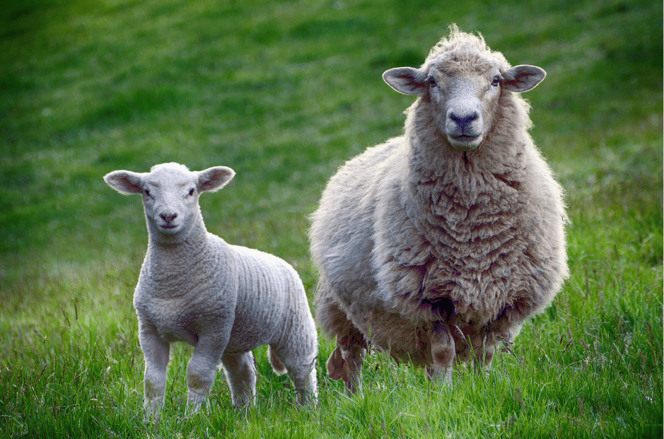 lamb-with-sheep-2100133