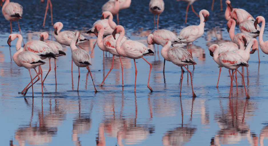 lesser-flamingo-2255566