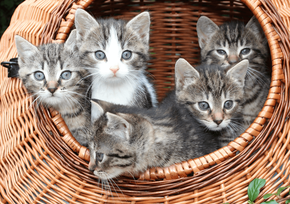 litter-of-kittens-2928167