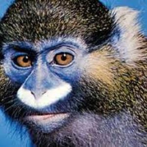 monkey-14-2451752