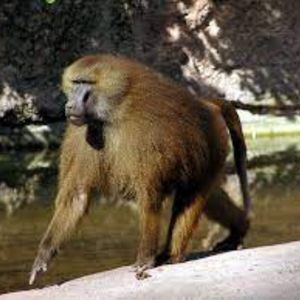 monkey-15-7165704