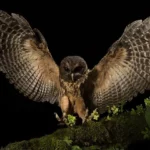 mottled-owl