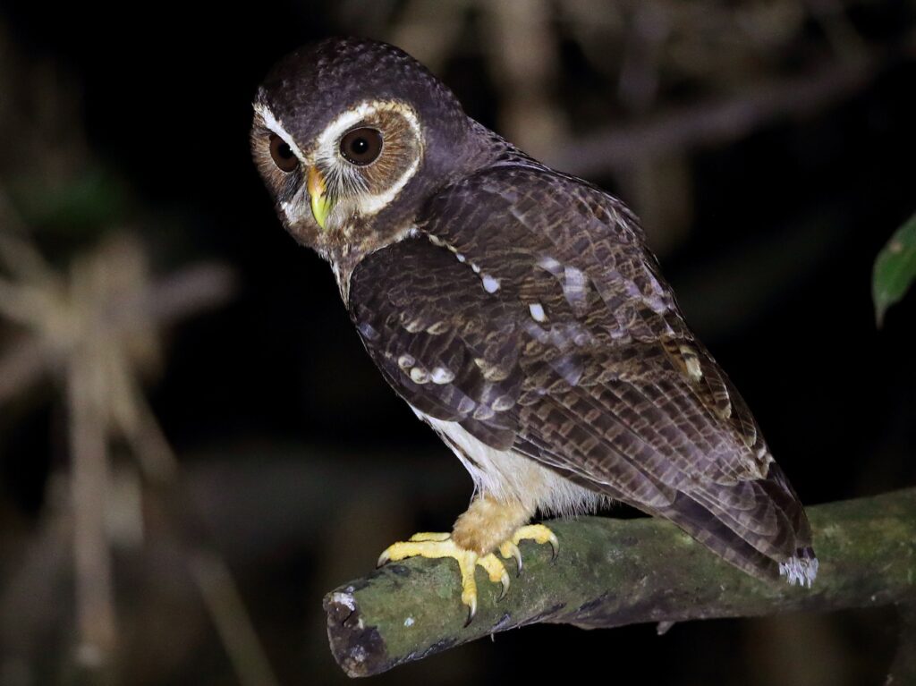 mottled-owl-sitting-on-branch-in-the-dark-6106458
