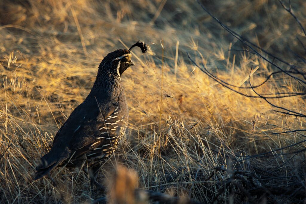 solitary quail