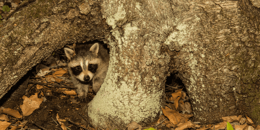 raccoon-hiding-in-tree-2472507