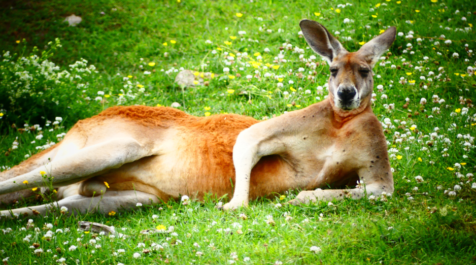 red-kangaroo relaxing