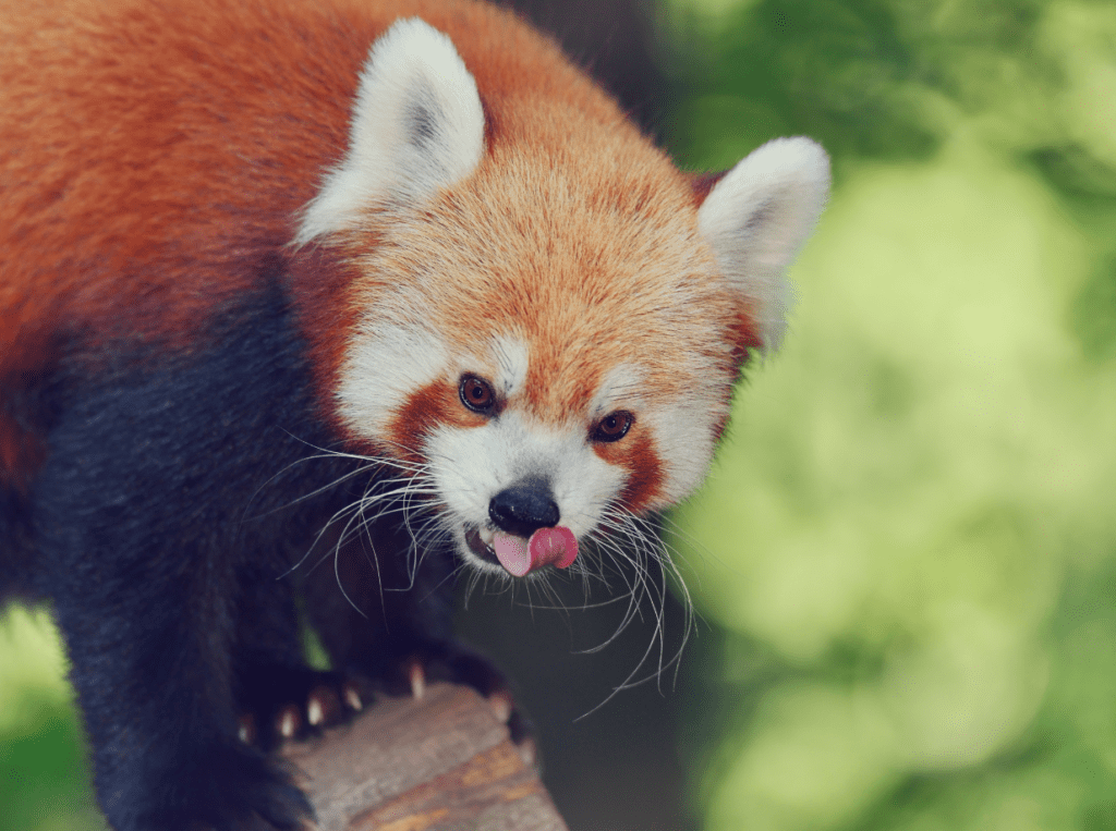 red-panda-6013684