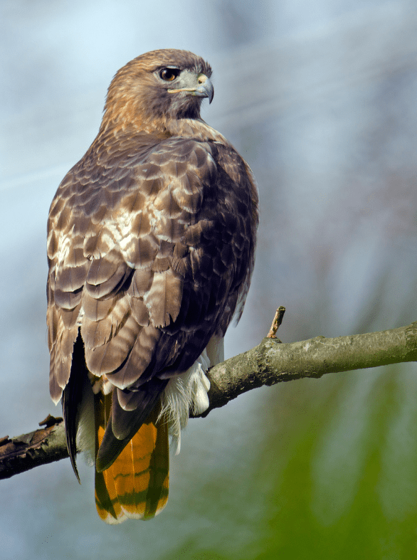 red-tailed-hawk-9463208