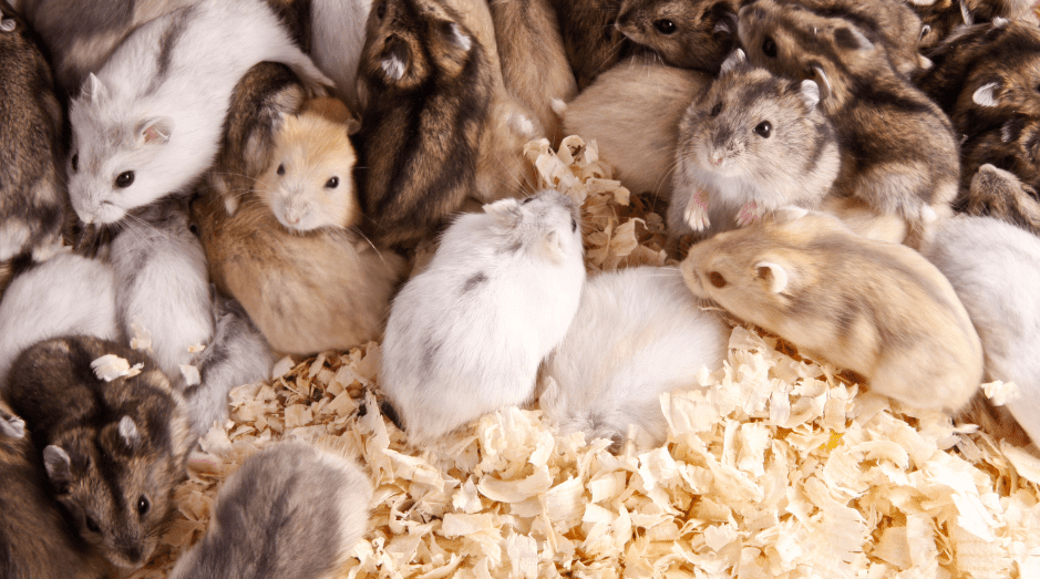 russian-hamsters