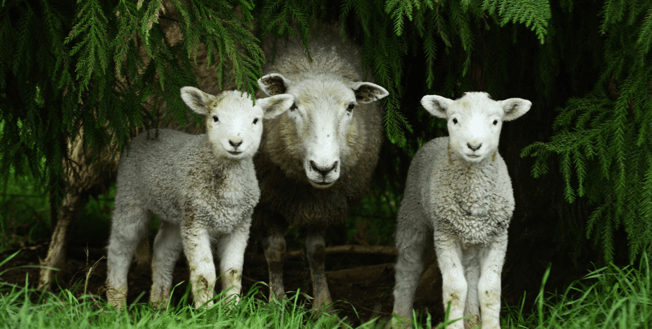 sheep-with-lambs-2132103