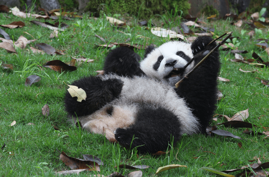 sichuan-panda-1853824