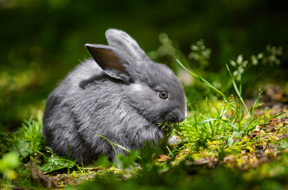 small-rabbit-3582032