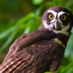 spectacled-owl-in-woodland