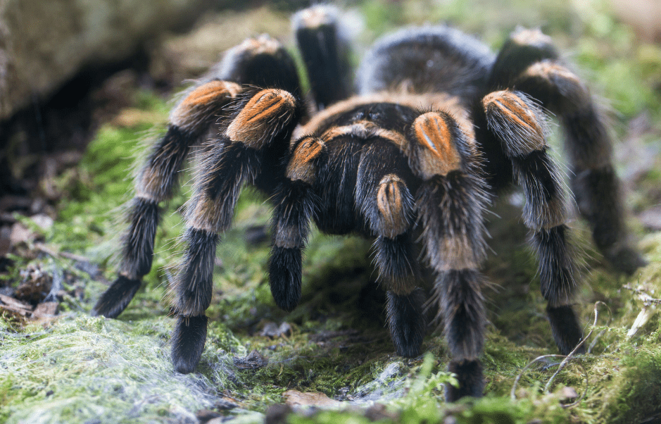 spiders-with-8-eyes-5347632