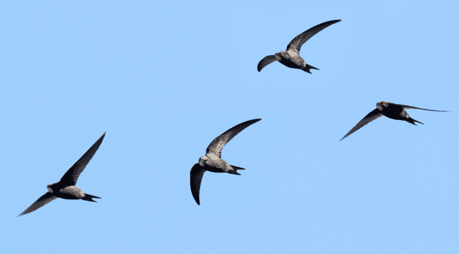swifts-on-the-wing-3231799