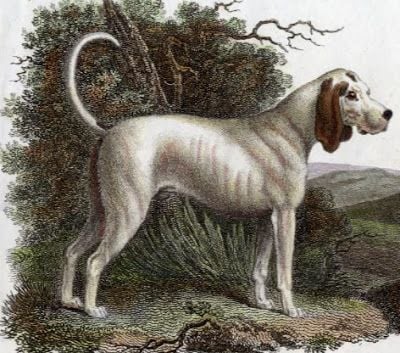 talbot-extinct-hunting-dog-1549747