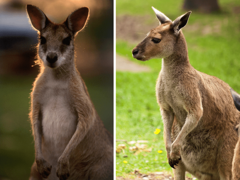 Wallaby Vs Kangaroo - What's The Difference? - Animal Corner