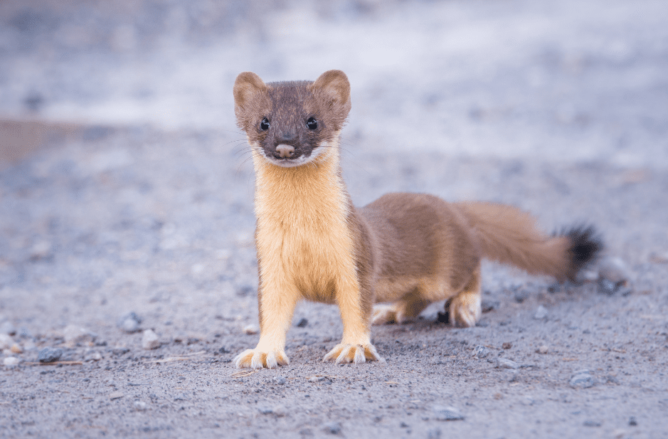 Animals That Look Like Ferrets - Some Cute, Some Wild! - Animal Corner