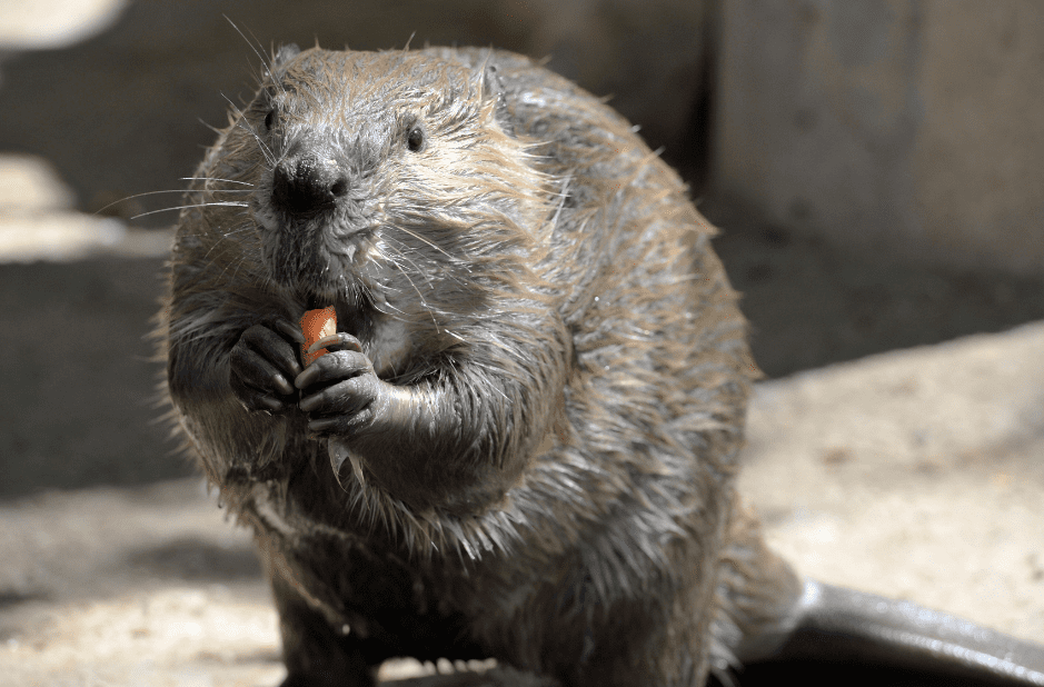 what-do-beavers-eat-8594910