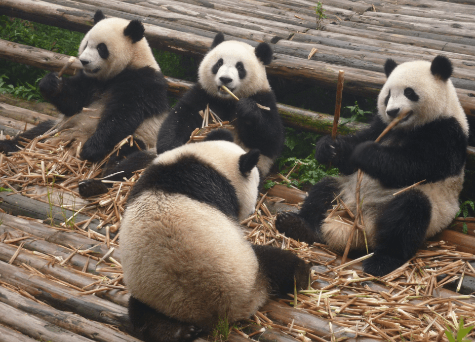 what-is-a-group-of-pandas-called