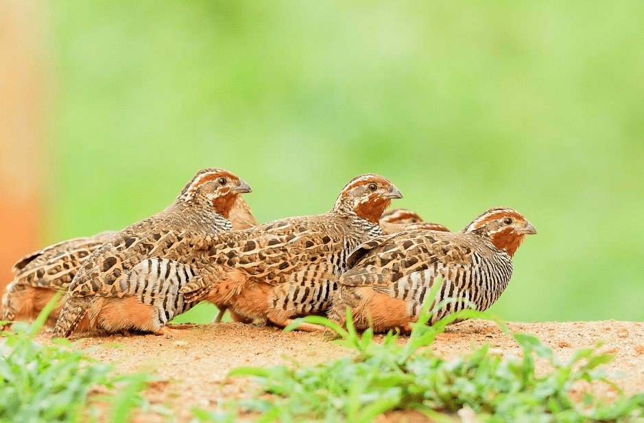 what-is-a-group-of-quail-called