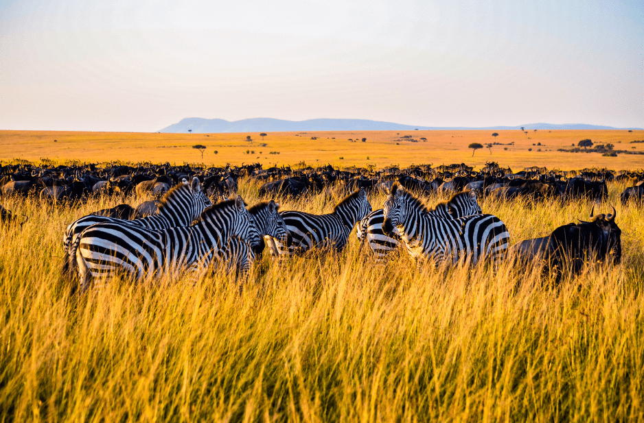 what-is-a-group-of-zebras-called