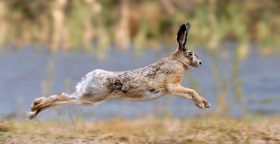 wild-hare-leaping