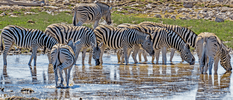 zebra-herd-1687207