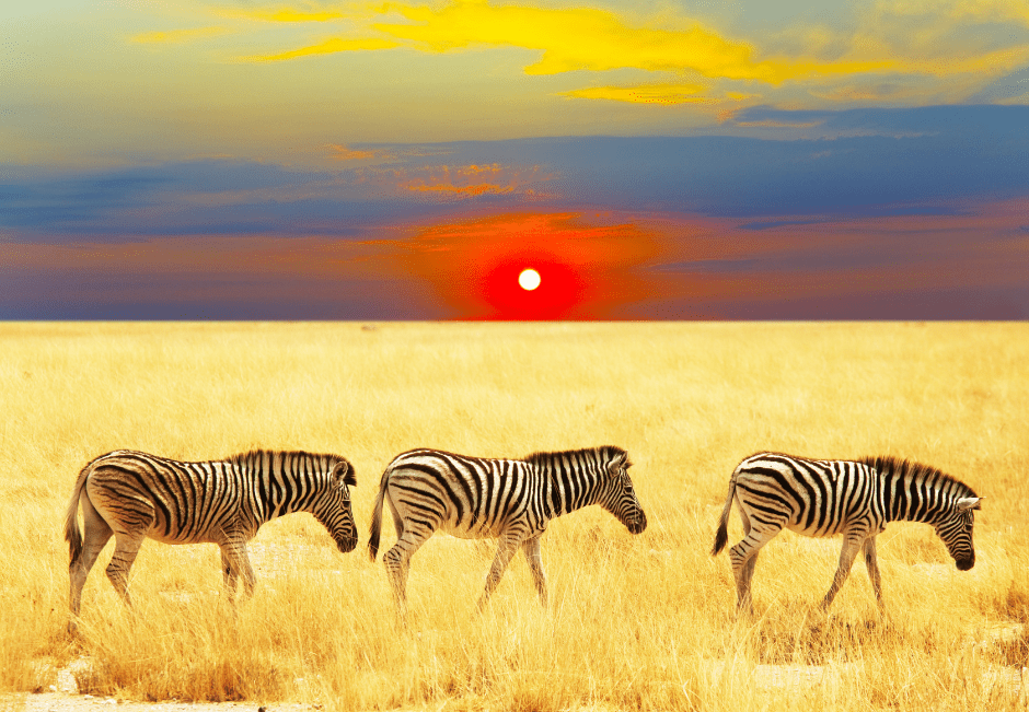 zebras-1274208