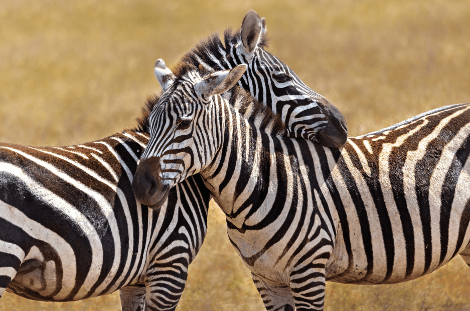 zebras-socializing-1032993