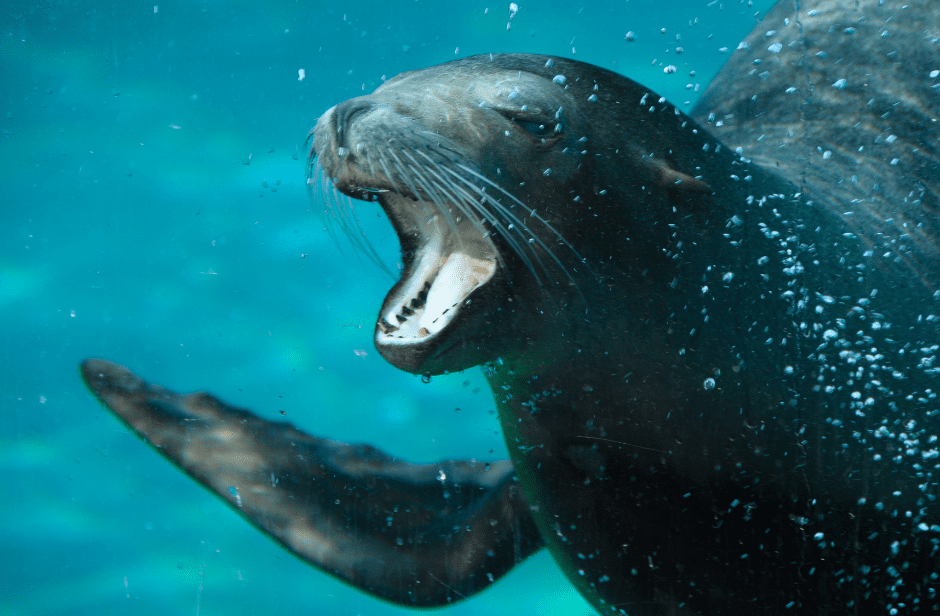 are-sea-lions-dangerous
