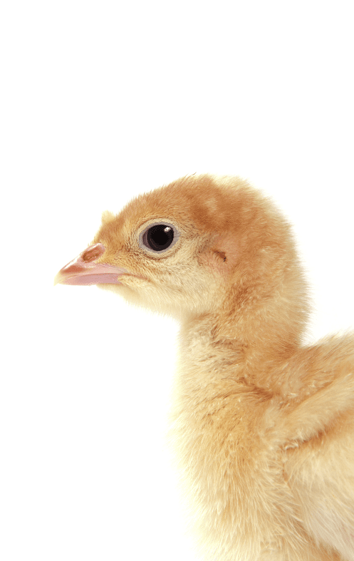 baby-poult-4457205
