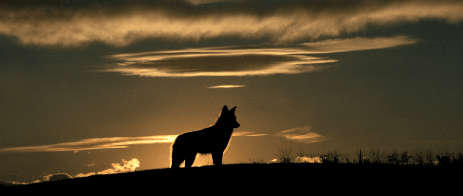 coyote-at-sundown
